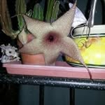 Diane Huenergardt Van Kirk - @vangardt - Instagram