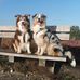 Diane Vanoverstraeten - Facebook