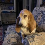 Diane Albano Vanpelt - @boomerprimroseguinness - Instagram