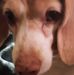 Diane Van Pelt - Facebook