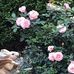 Diane Wallen - Facebook