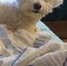 Diana Westmeyer - Facebook