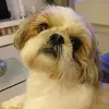 Dianne Westphal - @dianne.westphal1 - TikTok