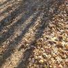 Diane Witheril - @diane.witheril - TikTok