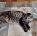 Diane Whitlatch - Facebook