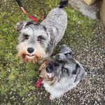 Diane Whyte - @winnie_and_mabel_theminis - Instagram
