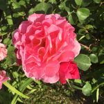 Diane Whyte - @dianew3 - Instagram