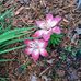Dianne Wickham - Facebook