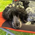 Diane Mannion - @diane.wing.77 - Instagram