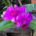 Diane Worrell - Facebook