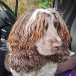 Diane Wright - @antiquesinabarn - Instagram