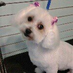 Diane Yeager - @dianesgrooming - Instagram