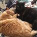 Diann Cline - Facebook