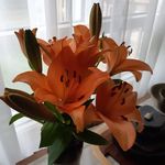 Dianne Cline - @clinedianne - Instagram