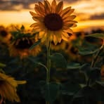 Diane Davis - Facebook