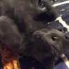 diannfoster827 - @ozlothecatxx - TikTok