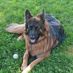 Diane Hanson - @shepherd_manor - Instagram
