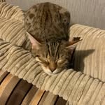 Dianne Hanson - @dianne.hanson.566 - Instagram