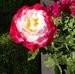 Diann Thomas - Facebook