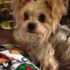 Dianna Boyer705 - @diannaboyer251 - TikTok
