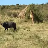 diannafox04 - @diannafox04 - TikTok