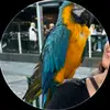 pddiannafox - @pddiannafox - TikTok