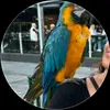 pddiannafox - @pddiannafox1 - TikTok