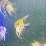 Dianna Heinonen Higgins - @diannahiggins63 - Instagram