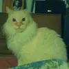 Dianna Lowe - @dianna.lowe4 - TikTok