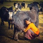 Diane Barker - @tibetannomadproject - Instagram