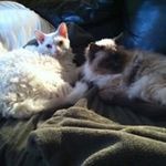 Dianne Barker - @diloubark - Instagram
