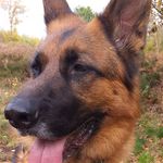 Dianne Barker - @gsdj.ake - Instagram