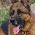 @Dianne Barker - @gsdjake2023 - Instagram