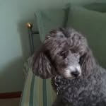 Dianne Bauer - @diannebauer732 - Instagram