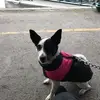 diannebeard802 - @diannebeard802 - TikTok