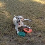 Dianne Boyd - @deboyd16 - Instagram