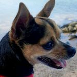 Dianne Chapman - @funlovenlaugh - Instagram