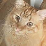 Dianne Compton - @nicks__momma - Instagram
