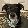 Dianne Compton Evans - @mythreedogz - TikTok