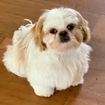 Dianne Dalton Gamblin - @notdamaid - Instagram