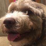 Diane Devlin - @devlin9981 - Instagram