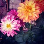 Diane Devlin - @ddev33 - Instagram