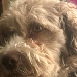 Diane Devlin - @devlin4953 - Instagram