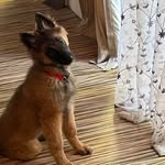 Dianne Devlin - @dianebakes - Instagram
