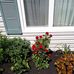 Dianne Doyle - Facebook