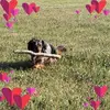 diannedoyle347 - @diannedoyle347 - TikTok
