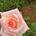 Dianne Gray - Facebook