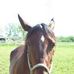 Dianne Grubb - Facebook