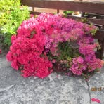 Dianne Grubb - Facebook