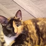 Dianne Hamilton - @diannehamilton69 - Instagram